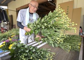 笠間の小菊　お盆前に出荷最盛期　茨城