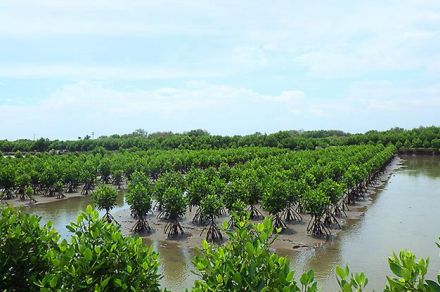 インドネシアで植林プロジェクト　ヤマハ発動機　ＣＮ貢献・海洋汚染防止へ