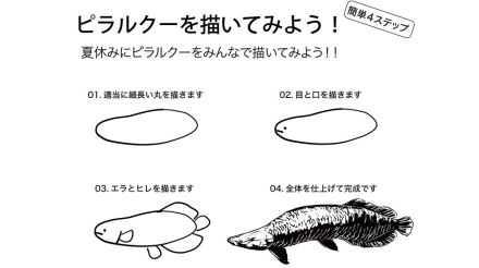 「そうはならんやろwww」“ピラルクーの描き方”を水族館が簡単4ステップで紹介?最後の難易度の高さにツッコミ殺到