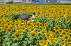 花の海　100万本のヒマワリ満開【山陽小野田】