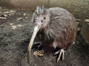 天王寺動物園のキーウィ「プクヌイ」死ぬ　国内で唯一飼育、最後の1羽