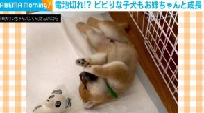 姉犬と遊んでいると思いきや… 甘えん坊な弟犬の突然“電池切れ”する姿が話題