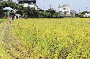 一足早く実りの秋　稲刈り始まる、和歌山県串本町