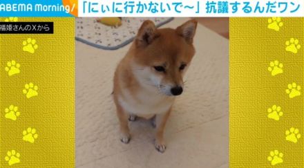 「行かないで～」 不満そうな顔で飼い主に訴える犬 「寂しいね」「声までもかわいい」と反響