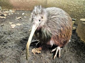 ニュージーランドの鳥「キウイ」、日本国内飼育の最後の1羽死ぬ