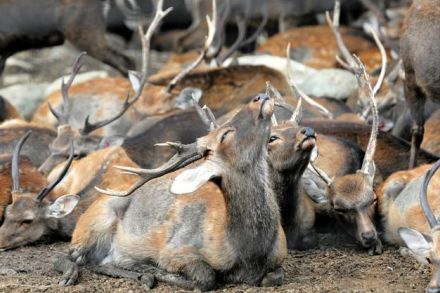 畑荒らした奈良の鹿、特別柵内での「終生飼養」やめて「一時収容」へ