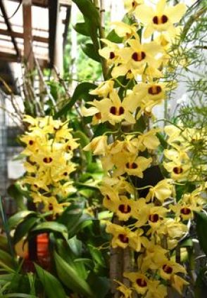 「疲れもわじわじーも吹っ飛びます」　デンドロビウムの花が満開で心癒やす　沖縄・那覇市の民家