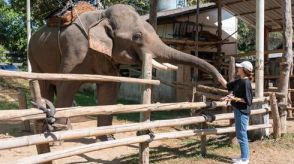 動物園のゾウがスイカをもらったら⇒美味しすぎてスローモーションに。噛み締める姿が「お上品」と話題に