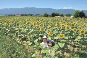 日差し浴び輝くヒマワリ　長野県原村のこひつじ幼稚園