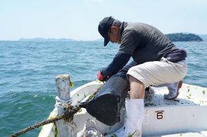 愛知・蒲郡沖でカキ養殖事業に挑戦