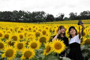 「北海道に夏が来たーーーって感じ」ヒマワリ200万本満開　北竜町