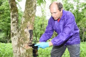 にじむ樹液「明連漆」採取ピーク　岡山・真庭市蒜山の植栽地 今季から名称一新