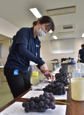 ブドウ　甘さ上々　常陸太田品質検討会