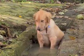 「『冷やしいぬ』の場所奪う」　沖縄に住む大型犬　友達と仲良く涼む姿にほっこり