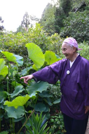 今年のポンテデリアは花が多め　キキョウは「ひっくり返るぐらいたくさん咲くのよ」 - 音羽山観音寺後藤住職の花だより