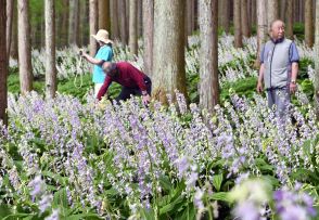 心癒やす薄紫　希少な山野草ナツエビネが見頃　塩谷で18日まで公開