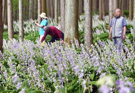 心癒やす薄紫　希少な山野草ナツエビネが見頃　塩谷で18日まで公開