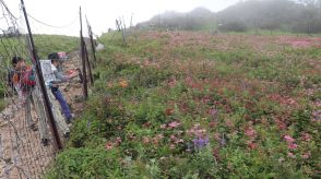 ピンク色のじゅうたん、シモツケソウ見頃　伊吹山の山頂