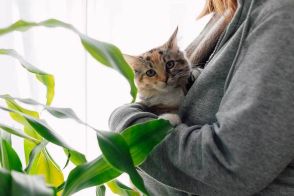 猫が摂取すると死に至ることも　猫を飼っている家に置いてはいけないNG植物とは