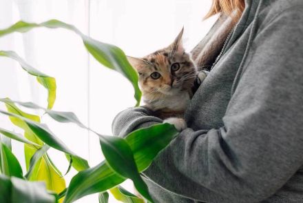 猫が摂取すると死に至ることも　猫を飼っている家に置いてはいけないNG植物とは