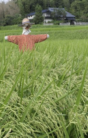 二十四節気「立秋」　秋の始まりに　麦わら帽子姿のかかしがお目見え／岡山・津山市