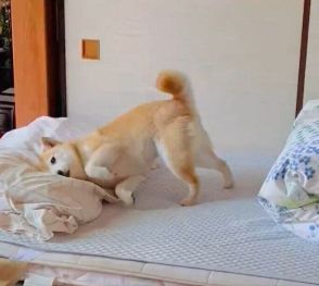 おばあちゃんの部屋に忍び込んだ犬　枕にスリスリする姿が「楽しそうで止められない」