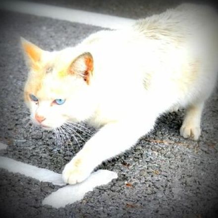 一体誰が…おむつで顔を覆われた猫の死骸　沖縄・豊見城市の公園で発見　外傷は確認できず