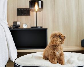 フェアフィールド・バイ・マリオット・岐阜清流里山公園、愛犬と泊まれる「Dog Friendly Room」導入。ブランド7施設目