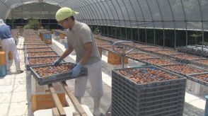 2カ月ほど塩漬けして天日干し…三重県熊野市で特産の梅干し作りが最盛期 赤ジソと漬け込んで出来上がり