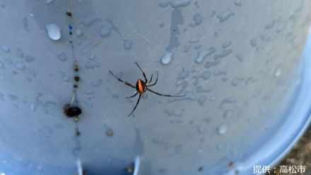 中学校でセアカゴケグモ見つかる　運動場トイレに10数匹　咬まれるなどの被害はなし【香川】