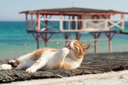 コメリさん凄いニャン！「ヤシの木デザインの猫ベッド」がカワイイ！猫が南の島にいるみたい！