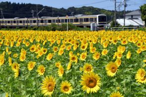 咲き誇るヒマワリ1万本　地元農家「夏休みに楽しんで」　館山（千葉県）