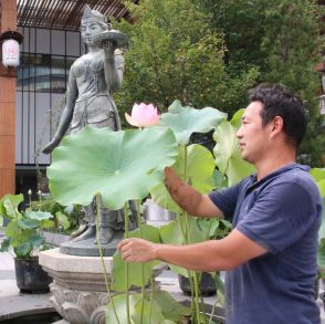 長野駅前でびっくり「こんな所にハスが」　善光寺ゆかりの如是姫像を彩る