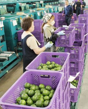 露地カボス、果汁たっぷり品質良好　津久見市の県南柑橘選果場で出荷作業始まる