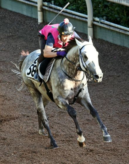 【小倉記念】格上挑戦のヴェローナシチーが坂路で鋭い伸び　重賞初制覇へ佐々木調教師「重賞の方が絶対楽しい」