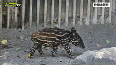 「日本平動物園」で誕生のマレーバクの赤ちゃん１４日から一般公開…合わせて「名前投票」実施へ（静岡市）