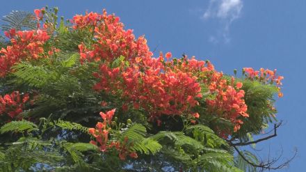 赤々としたホウオウボクが満開 うるま市宇堅地域を彩る