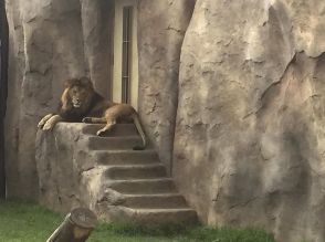 千葉市動物公園が開園時間延長で「トワイライトZOO」　園内ライトアップも