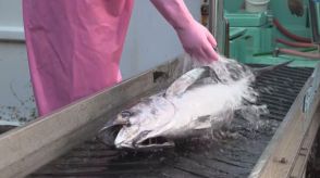 お盆を前にマグロ水揚げ　ビンナガマグロ中心に約700匹　三重・尾鷲市