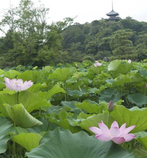 三渓園彩る薄紅の大輪、来園者を魅了　明け方に咲く最も美しいハス楽しめる