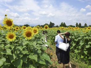 首都圏随一のヒマワリ５５万本見頃　１０日から、座間市恒例の夏のイベント