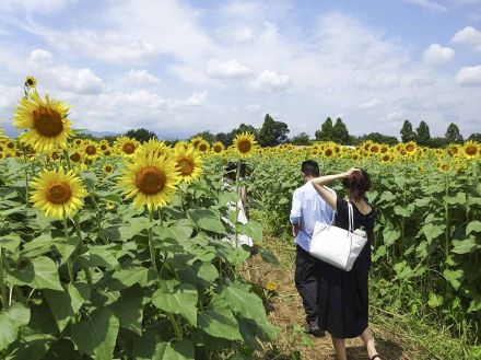 首都圏随一のヒマワリ５５万本見頃　１０日から、座間市恒例の夏のイベント