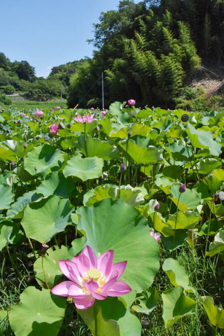 華やかな花が水面覆う  泰阜村金野地区のハス池【長野県】