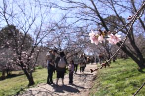 《ブラジル》カルモ公園 「桜祭り」「七夕祭り」開催 4千本の桜と色とりどりの短冊