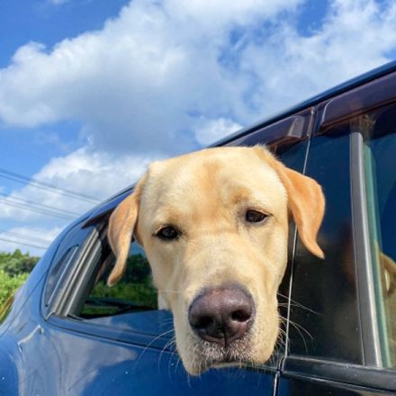 愛犬とのマイカー旅行を楽しむために…事前の準備と注意するべき点【ワンニャンのSOS】