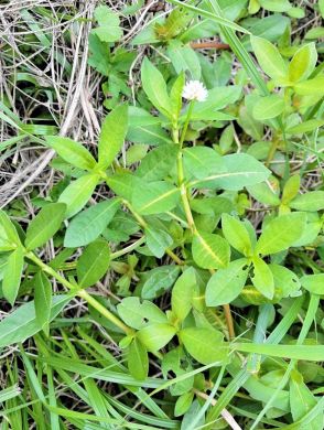 特定外来生物「ナガエツルノゲイトウ」福島県いわき市で確認　繁殖力強く、農業に影響懸念