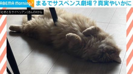 まるで“サスペンス劇場” リラックス中の猫の衝撃的な姿が「モフモフのなせる技」「猫は液体だからドキッとする」と話題