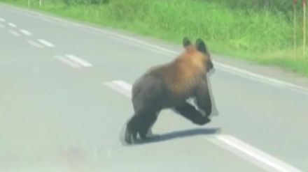 【ヒグマ】もし遭遇したら…「目を離したら絶対ダメ」地元ハンターが指摘 歩道を歩いていると目の前に突然“クマ” 釧路湿原の東にある塘路湖を泳ぐ姿も 相次ぐ出没に展望台・キャンプ場閉鎖 北海道標茶町