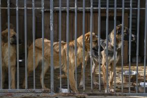 犬数十匹に性的虐待、ワニ専門家の男に禁錮10年超 豪