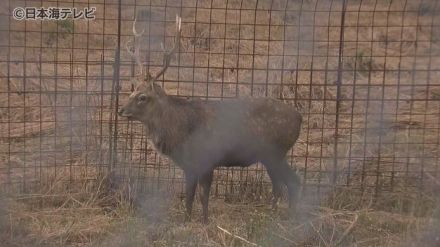 ニホンジカの飼育作業していた男性が死亡　業務を監督する立場の地方公務員の男性を業務上過失致死の疑いで書類送検　島根県